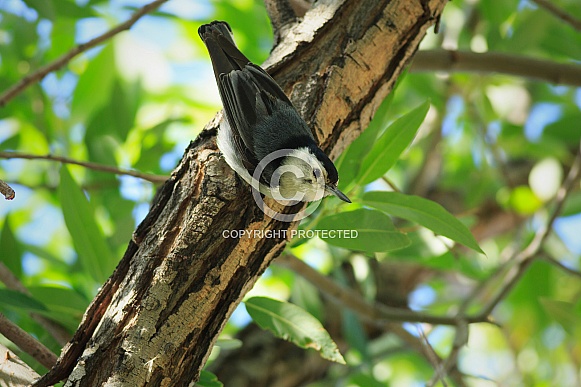 White-breasted Nuthatch White-breasted Nuthatch