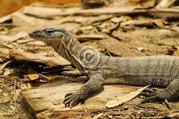 Rosenberg's Monitor Lizard