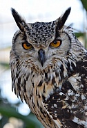 Bengal Eagle Owl