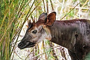 Profile of an okapi