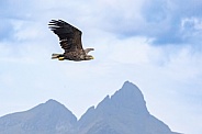 White tailed eagle or European Eagle