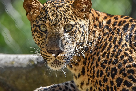 African leopard