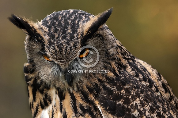 Eurasian Eagle Owl Eurasian Eagle Owl