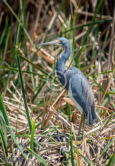 Tricolored Heron Tricolored Heron
