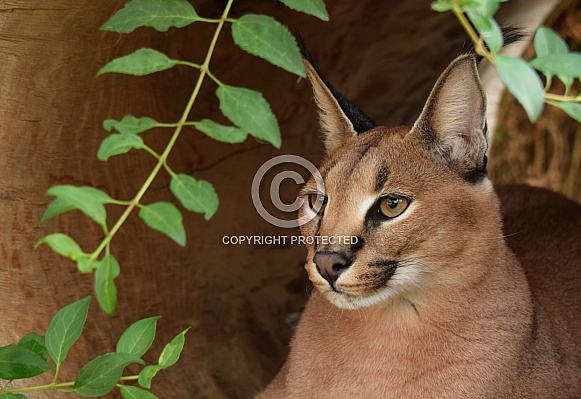 Caracal Caracal