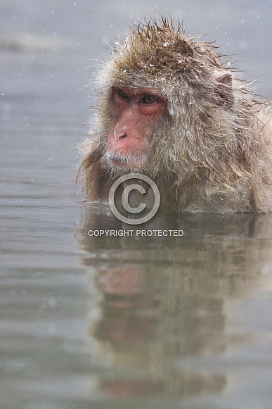 Snow monkey in hot spring
