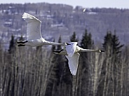Trumpeter Swan Pair in Alaska