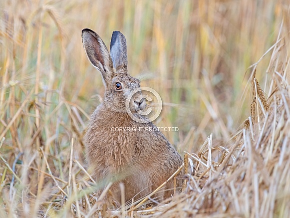 Brown Hare