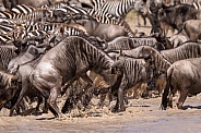 Wildebeest jumping in the air at the water