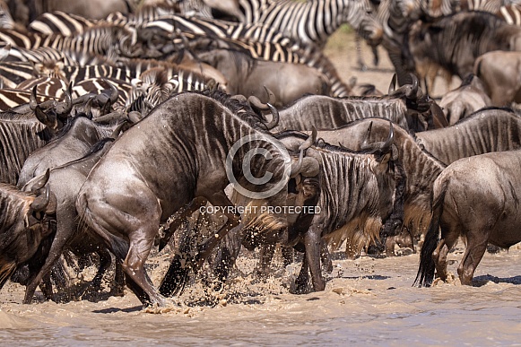 Wildebeest jumping in the air at the water Wildebeest jumping in the air at the water