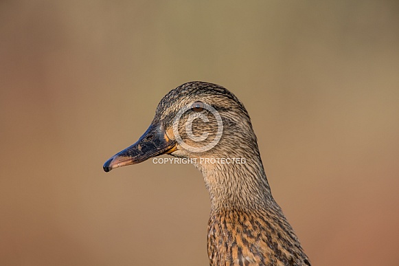 Mallard Duck (female) Mallard Duck (female)