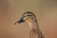 Mallard Duck (female)