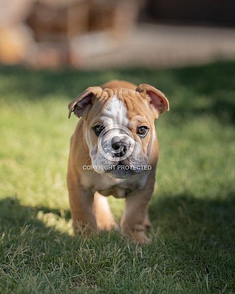 English bulldog puppy walking towards the camera English bulldog puppy walking towards the camera