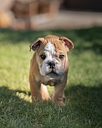 English bulldog puppy walking towards the camera
