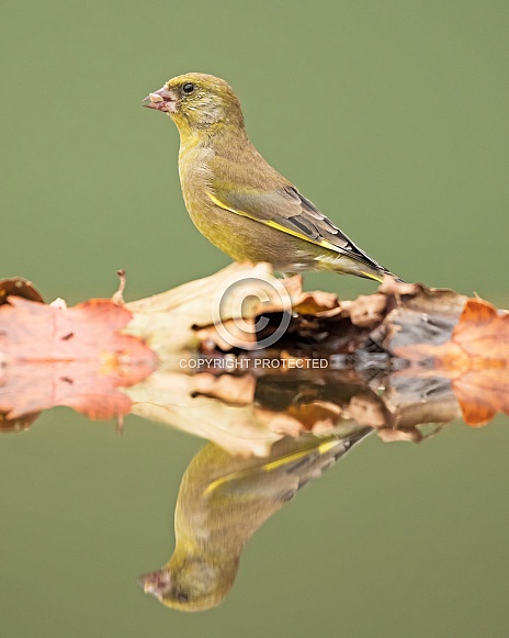 Greenfinch