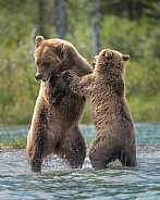 Mom and year old cub playing in the water