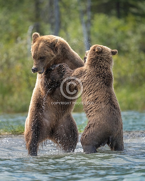 Mom and year old cub playing in the water