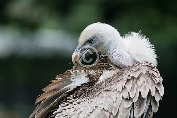 Eurasian Griffon Vulture