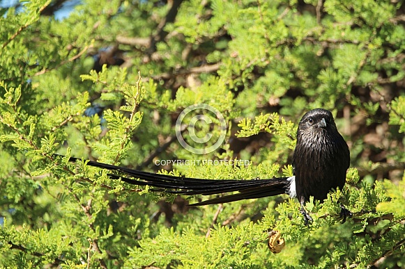 Magpie shrike.