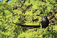 Magpie shrike.