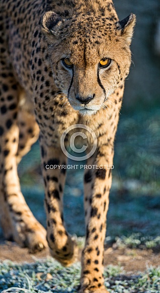 Cheetah