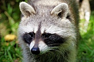 Raccoon close-up