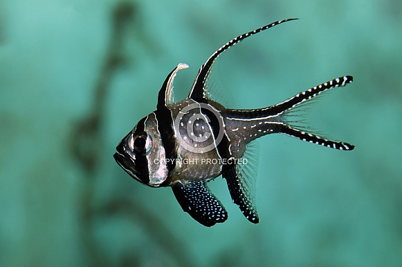 Beautiful coral reef fish Beautiful coral reef fish