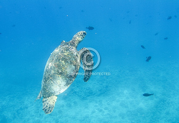 Hawaiian Green Sea Turtle Hawaiian Green Sea Turtle