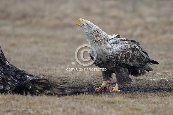 White tailed eagle or European Eagle