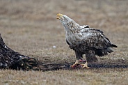 White tailed eagle or European Eagle