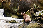 A curious bear cub