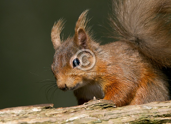 Red Squirrel