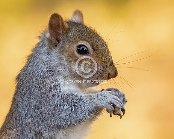 Grey Squirrel Grey Squirrel