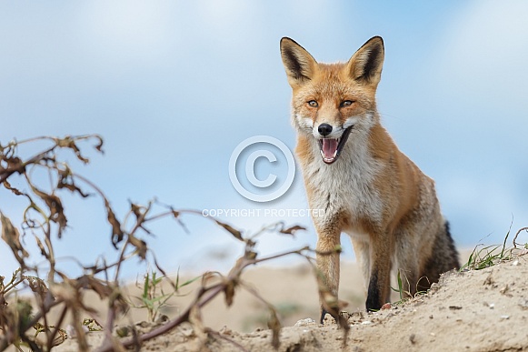 Red fox Red fox