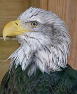 Bald Eagle Head

Could you reduce the size below 12mb so we can approve it to the website?
Thank you.