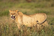 Yawning lioness in the grass