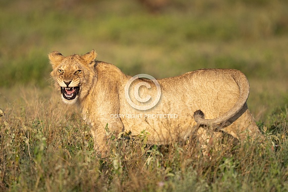 Yawning lioness in the grass Yawning lioness in the grass
