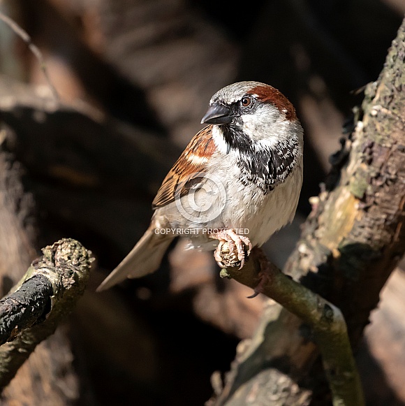 House sparrow (Passer domesticus)