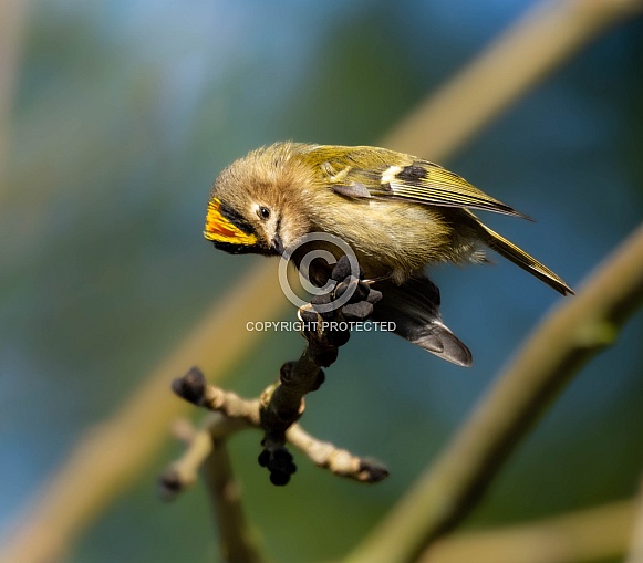 Goldcrest Goldcrest