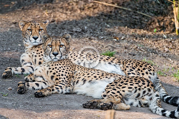 Cheetahs
