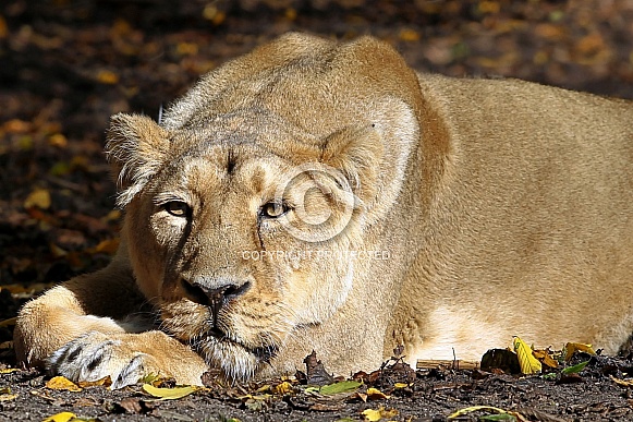Asian Lion Asian Lion