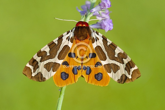 Garden Tiger Moth