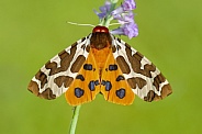 Garden Tiger Moth