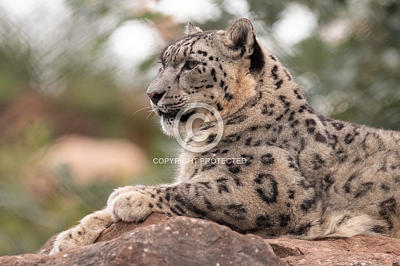 Snow Leopard Lying On Rocks