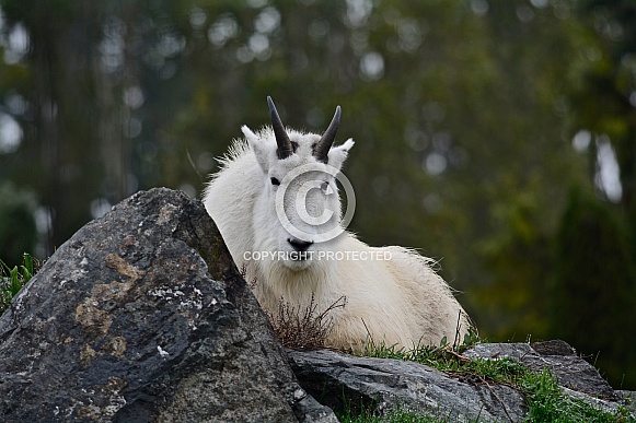 Mountain Goat Mountain Goat