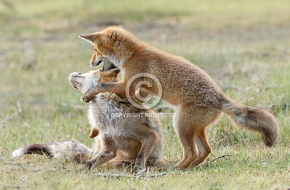 Red fox cubs