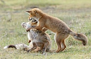 Red fox cubs