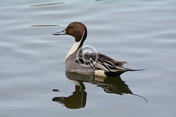 Northern Pintail Northern Pintail