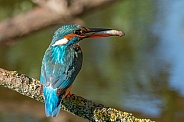 Kingfisher with Fish