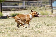 Staffordshire terrier running in the grass